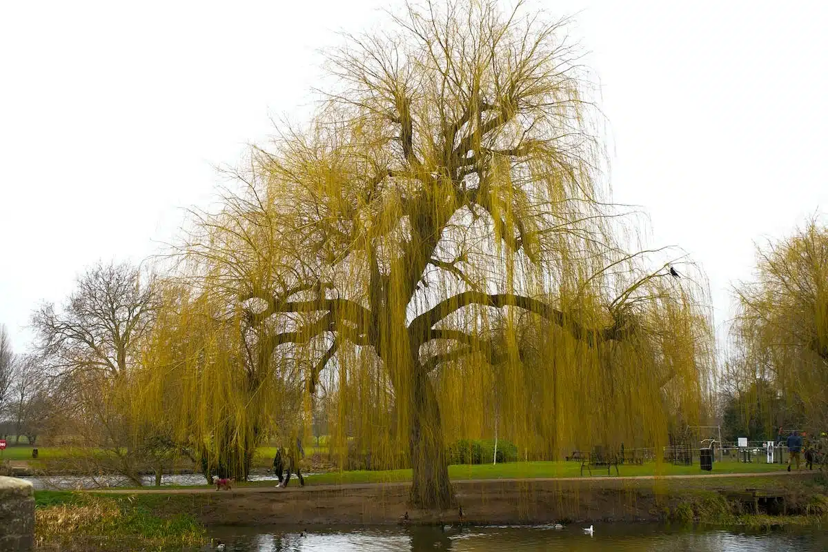 Les meilleures périodes pour tailler un saule crevette : conseils et astuces